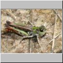 Myrmeleotettix maculatus - Gefleckte Keulenschrecke 15 Teverener Heide.jpg